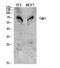 Anti-Tak1 Antibody