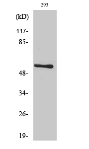 Anti-Akt Antibody