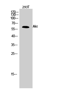 Anti-Akt Antibody