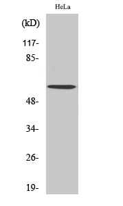 Anti-Akt Antibody