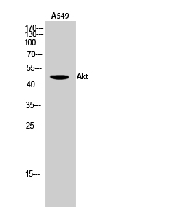 Anti-Akt Antibody