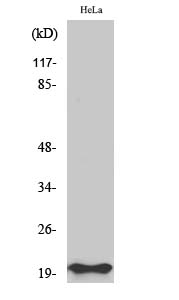 Anti-Bax Antibody