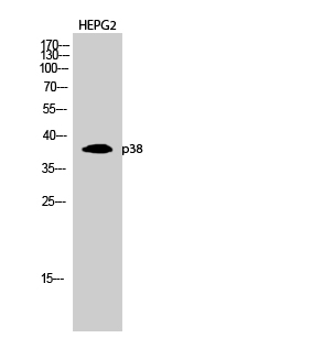 Anti-p38 Antibody