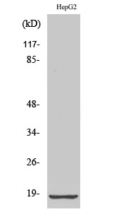 Anti-Ribosomal Protein L12 Antibody