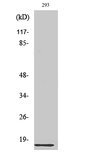 Anti-Ribosomal Protein L35 Antibody