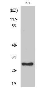 Anti-Ribosomal Protein L7 Antibody