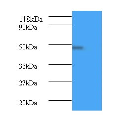 Anti-Bone morphogenetic protein 7 Antibody