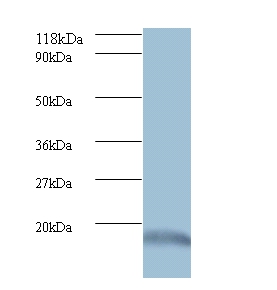 Anti-Ubiquitin-like protein ISG15 Antibody