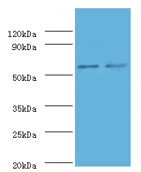 Anti-Non-specific lipid-transfer protein Antibody