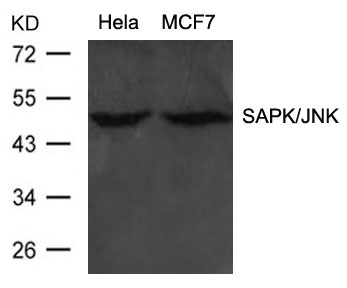 Anti-SAPK / JNK (Ab-183) Antibody