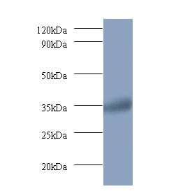 Anti-Ras-related GTP-binding protein A Antibody