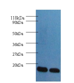 Anti-Fatty acid-binding protein, heart Antibody