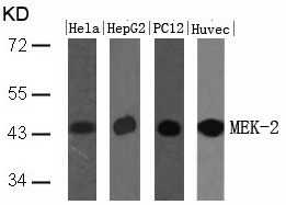 Anti-MEK2 (Ab-394) Antibody