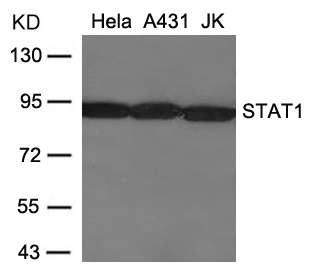 Anti-STAT1 (Ab-701) Antibody