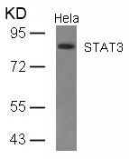 Anti-STAT3 (Ab-727) Antibody