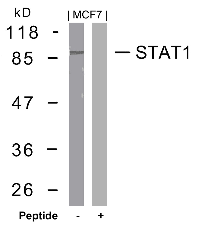 Anti-STAT1 (Ab-727) Antibody