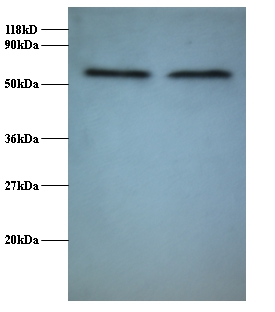 Anti-RNA-binding protein FUS Antibody