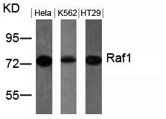 Anti-Raf1 (Ab-259) Antibody