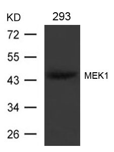 Anti-MEK1 (Ab-221) Antibody