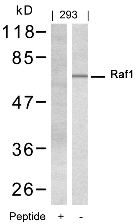 Anti-Raf1 (Ab-338) Antibody