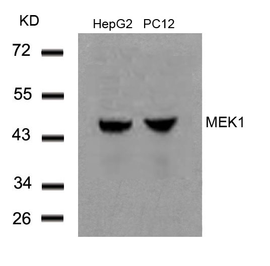 Anti-MEK1 (Ab-291) Antibody