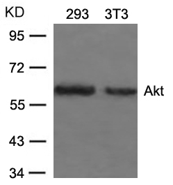 Anti-Akt (Ab-473) Antibody