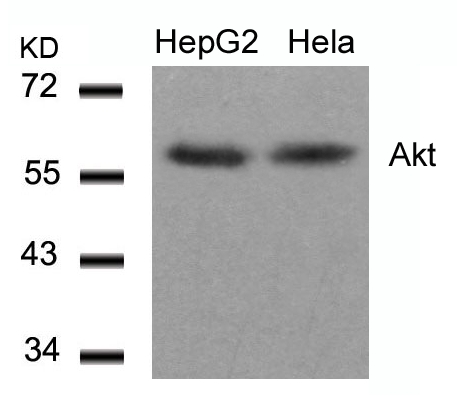 Anti-Akt (Ab-308) Antibody