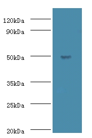 Anti-Actin-like protein 7A Antibody