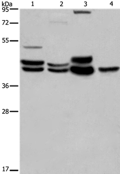 Anti-MAPK1 / MAPK3 Antibody