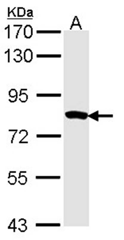 Anti-Myotubularin related protein 2 Antibody