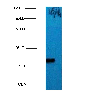 Anti-Bcl-2-like protein 1 Antibody