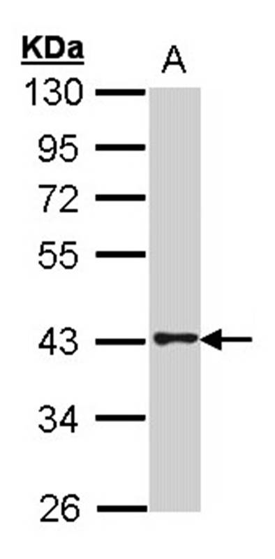 Anti-G protein-coupled receptor 120 Antibody