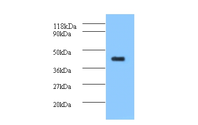 Anti-ELAV-like protein 2 Antibody