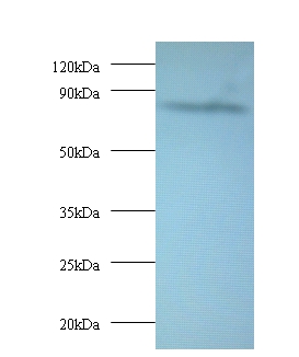 Anti-AFG3-like protein 2 Antibody