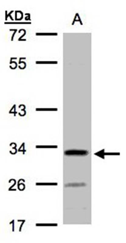 Anti-hypothetical protein LOC55286 Antibody