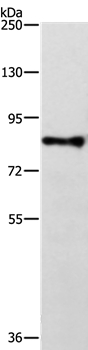 Anti-TRAF3IP1 Antibody