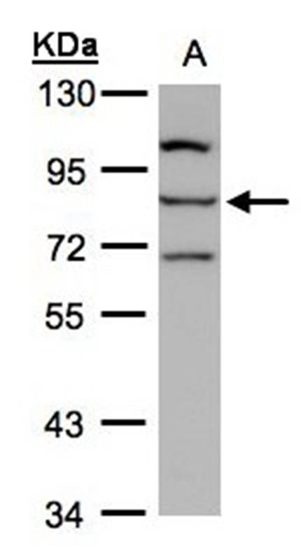 Anti-e-LOX-3 Antibody