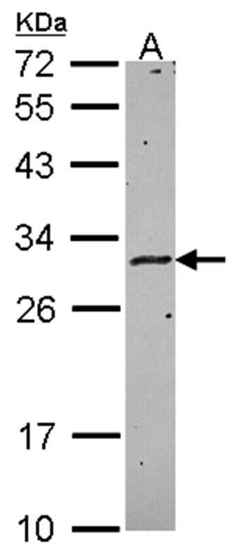 Anti-HLA-DMA Antibody