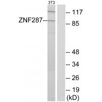 Anti-ZNF287 Antibody