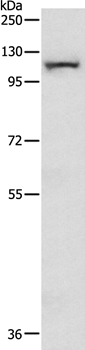 Anti-MAP3K14 Antibody