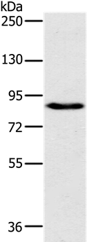 Anti-PLEKHG6 Antibody