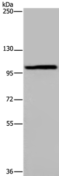 Anti-MAP3K11 Antibody