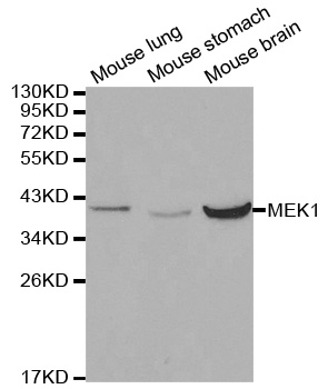 Anti-MAP2K1 Antibody