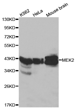 Anti-MAP2K2 Antibody