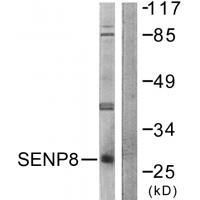 Anti-SENP8 Antibody