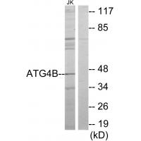 Anti-ATG4B Antibody