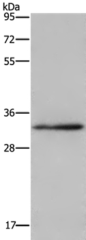 Anti-CLDN23 Antibody