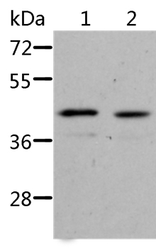 Anti-NIF3L1 Antibody
