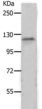 Anti-PIWIL2 Antibody