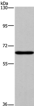 Anti-SLC6A1 Antibody